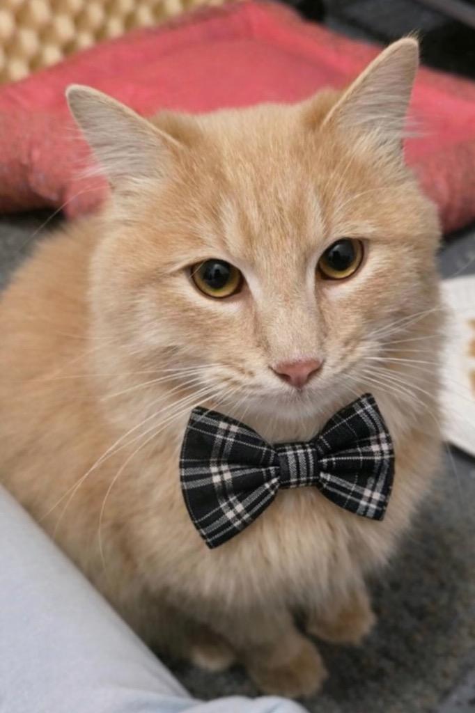 Enlarge Bennett Burberry, a Adoptable mixed breed in Miami, OK image 4/6