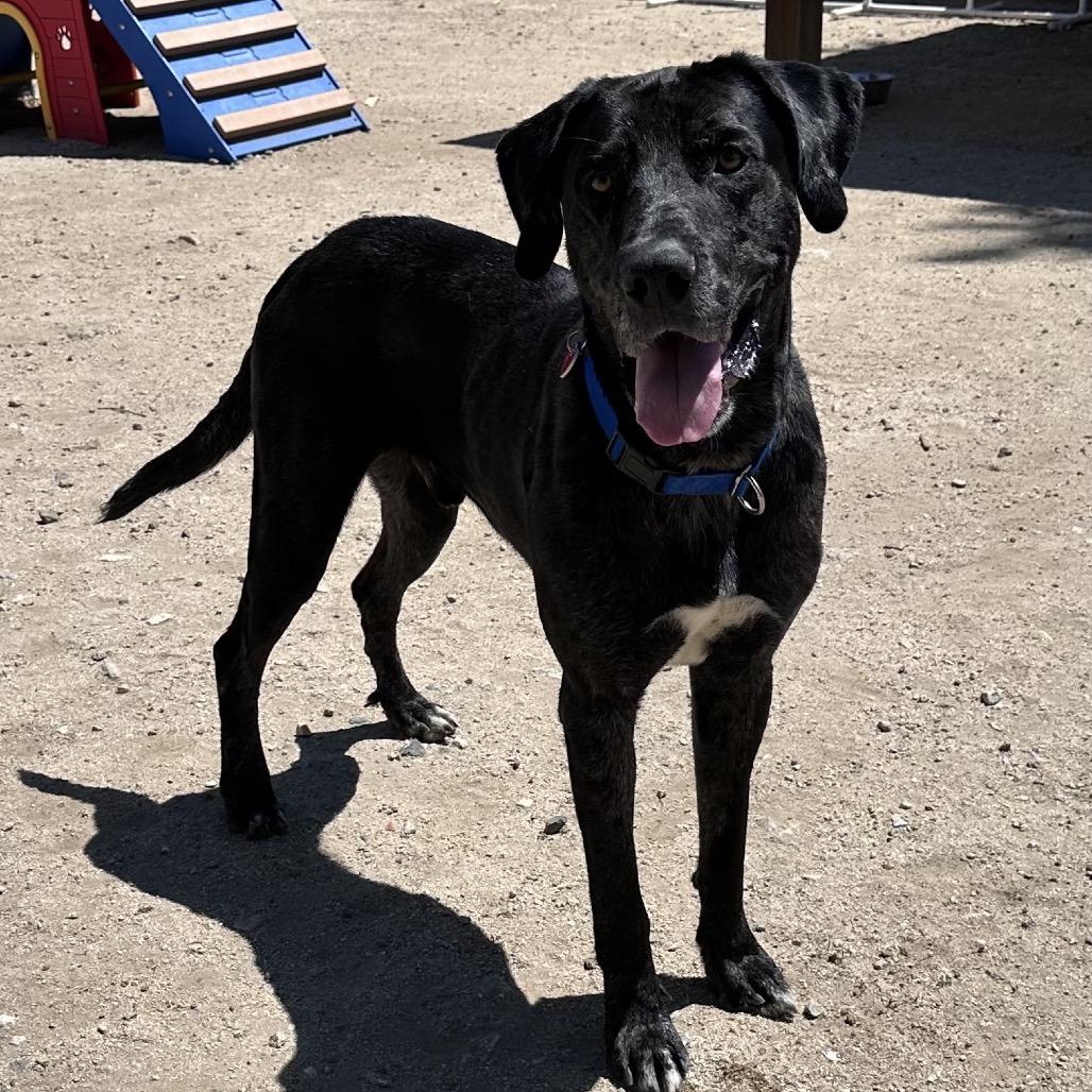 Enlarge Pepper A2198553, a Adoptable mixed breed in Mission Hills, CA image 1/6