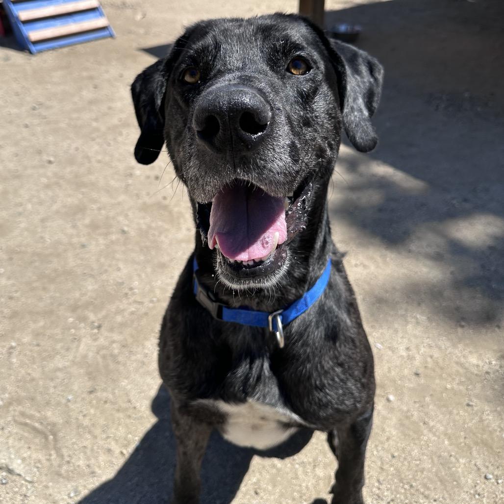 Enlarge Pepper A2198553, a Adoptable mixed breed in Mission Hills, CA image 2/6