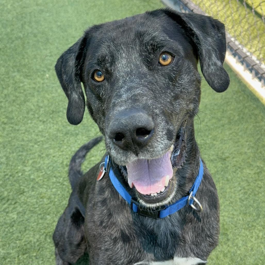 Enlarge Pepper A2198553, a Adoptable mixed breed in Mission Hills, CA image 3/6