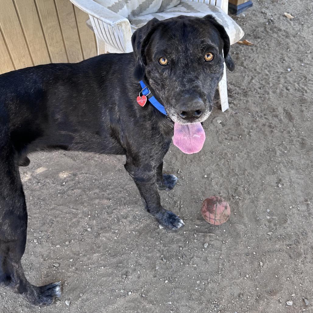 Enlarge Pepper A2198553, a Adoptable mixed breed in Mission Hills, CA image 4/6
