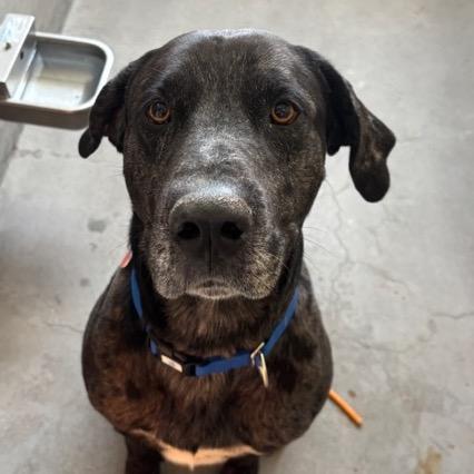 Enlarge Pepper A2198553, a Adoptable mixed breed in Mission Hills, CA image 5/6