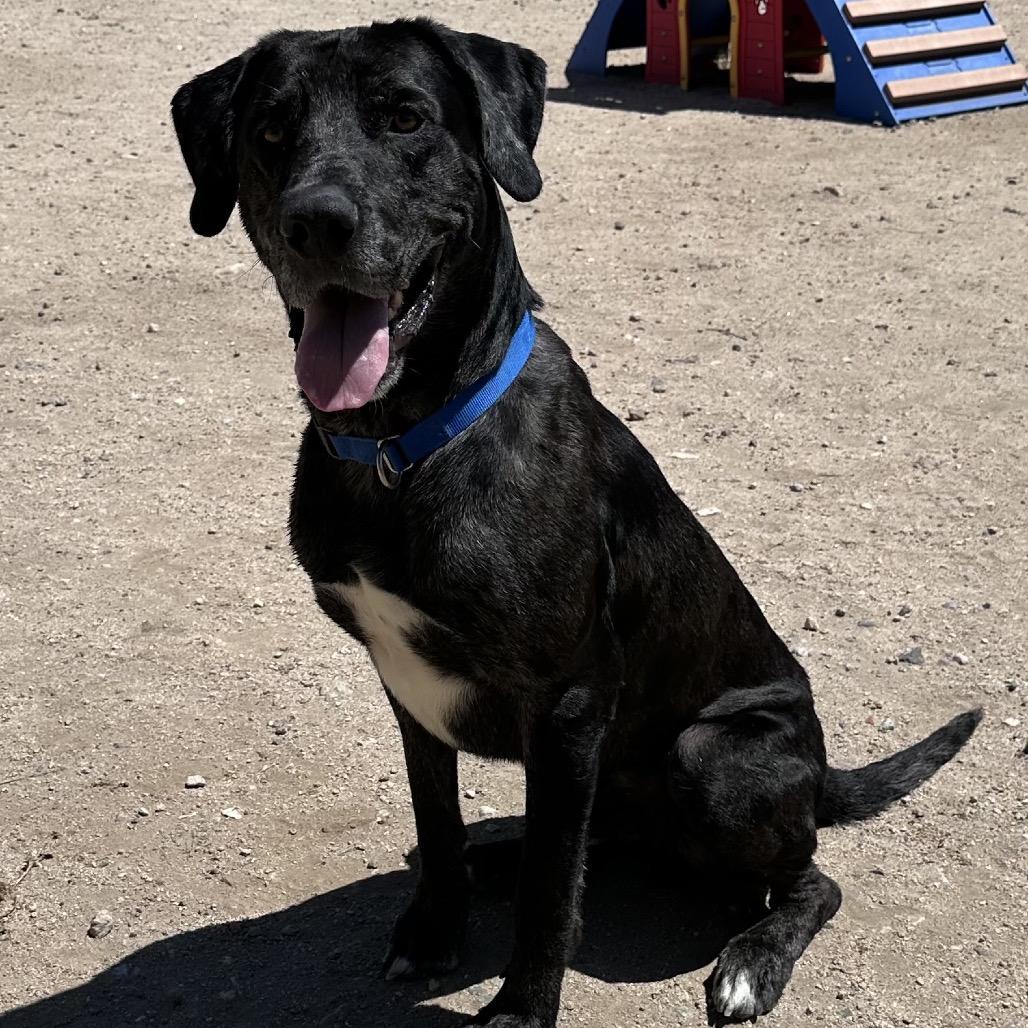 Enlarge Pepper A2198553, a Adoptable mixed breed in Mission Hills, CA image 6/6