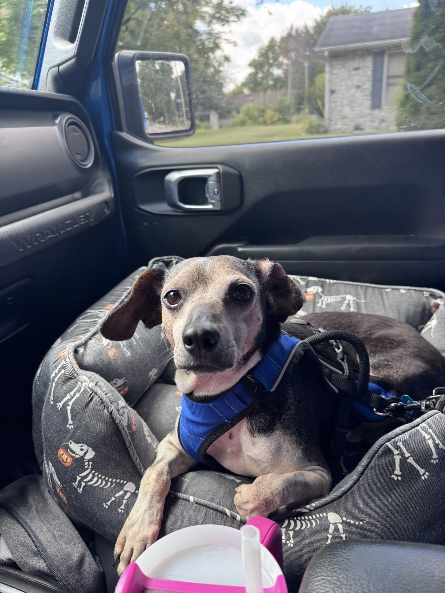 Enlarge Chopper, a Adoptable Mixed Breed in Indianapolis, IN image 1/6
