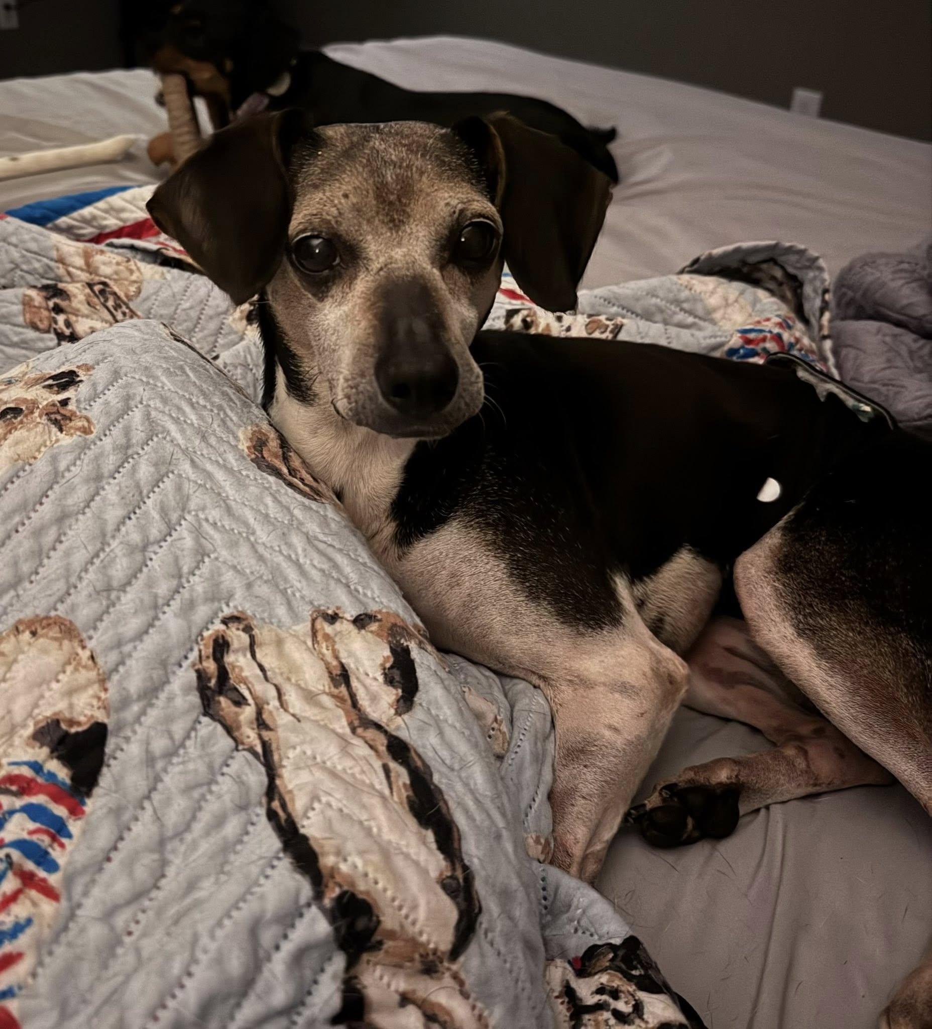 Enlarge Chopper, a Adoptable Mixed Breed in Indianapolis, IN image 3/6