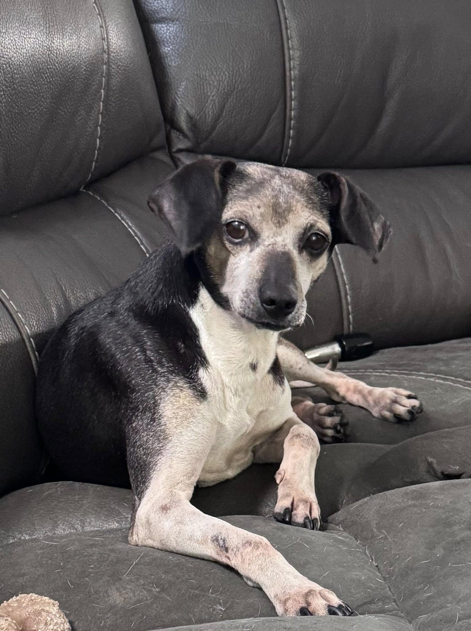 Enlarge Chopper, a Adoptable Mixed Breed in Indianapolis, IN image 4/6