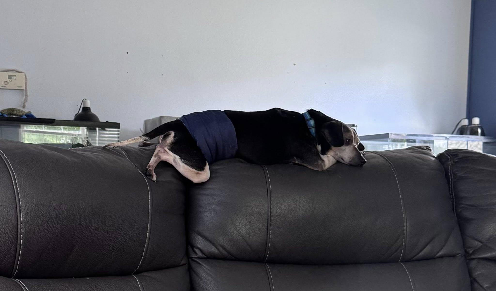 Enlarge Chopper, a Adoptable Mixed Breed in Indianapolis, IN image 5/6