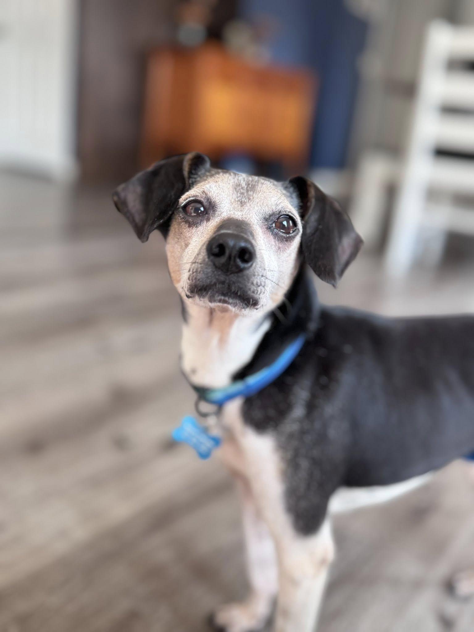 Chopper — thumbnail 5