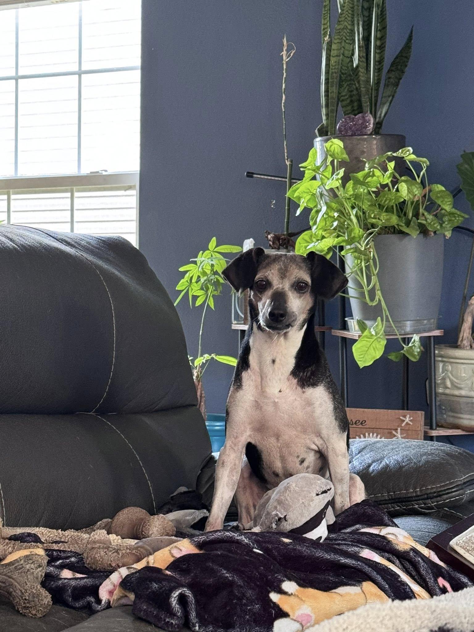 Enlarge Chopper, a Adoptable Mixed Breed in Indianapolis, IN image 6/6