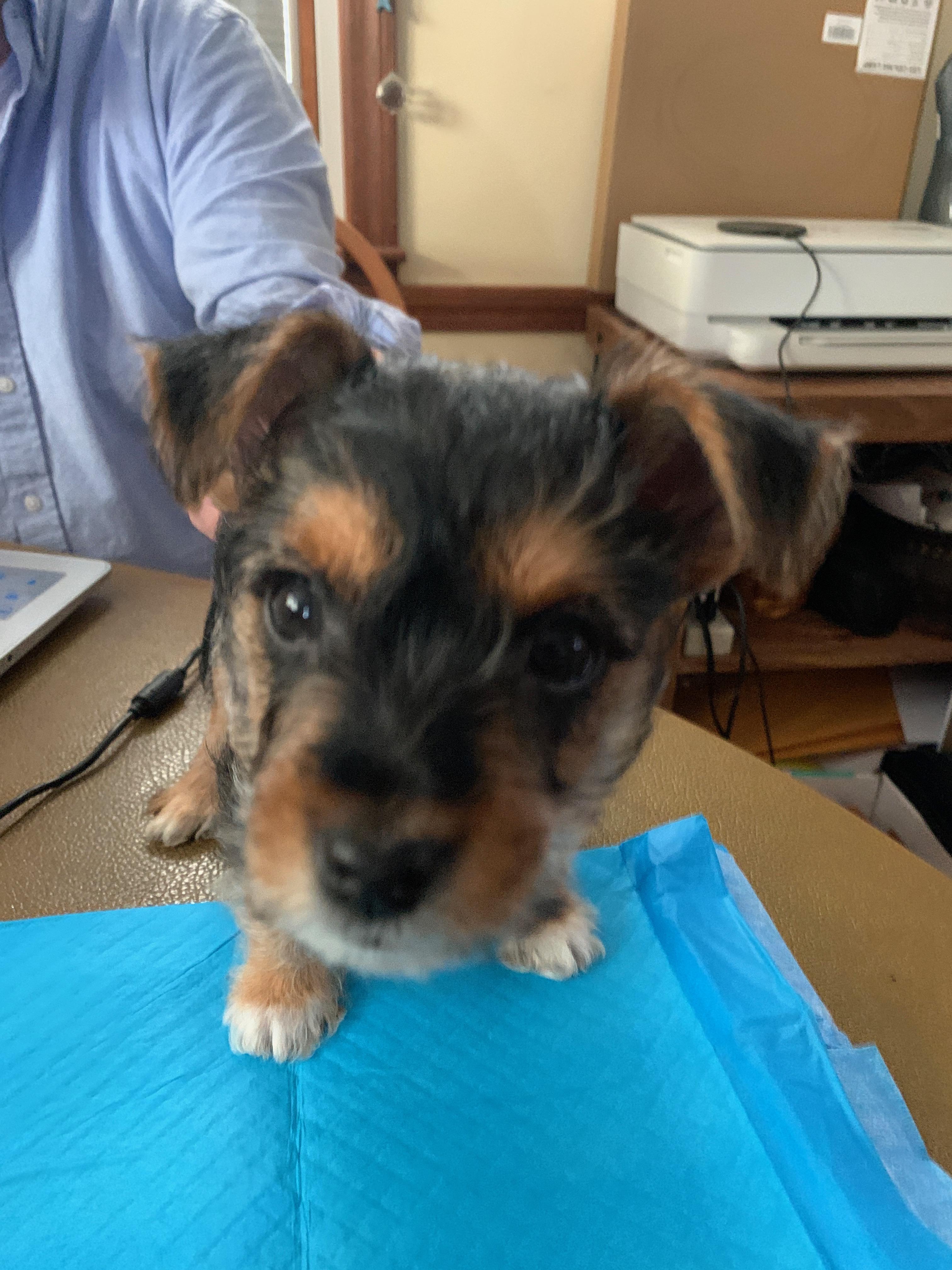 Enlarge Tippy, a ADOPTABLE mixed breed in Taunton, MA image 5/5