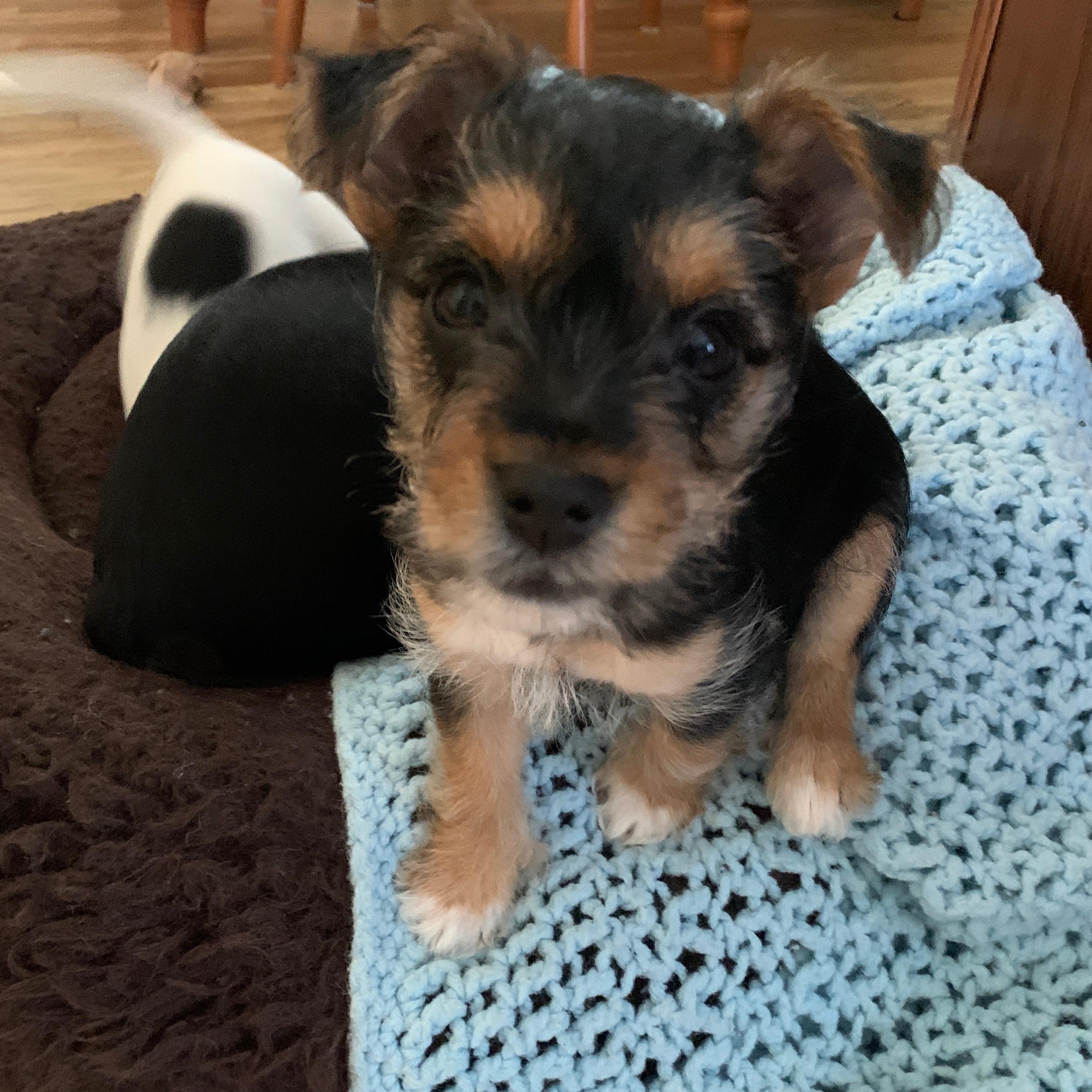 Puppy 3, ADOPTABLE, Puppy Male Yorkshire Terrier & Jack Russell Terrier.