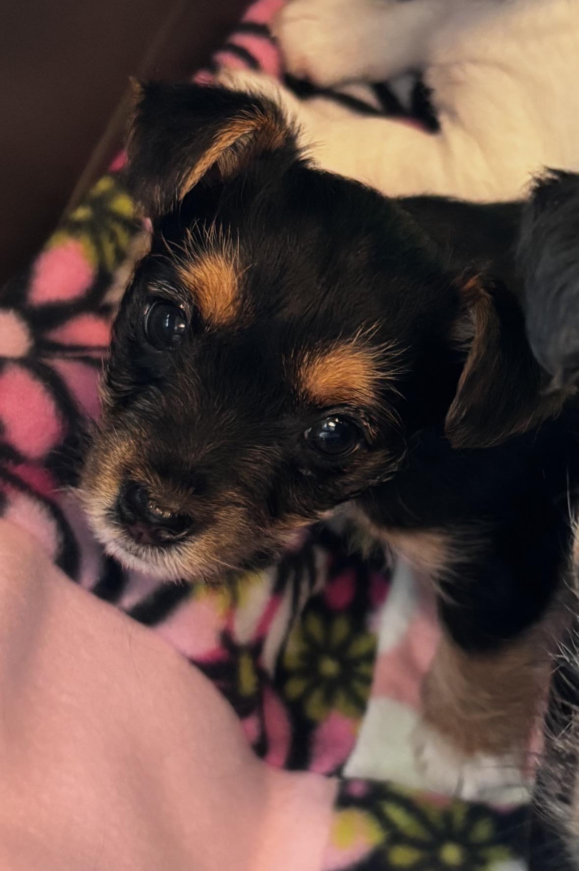 Enlarge Puppy 3, a ADOPTABLE mixed breed in Taunton, MA image 2/4