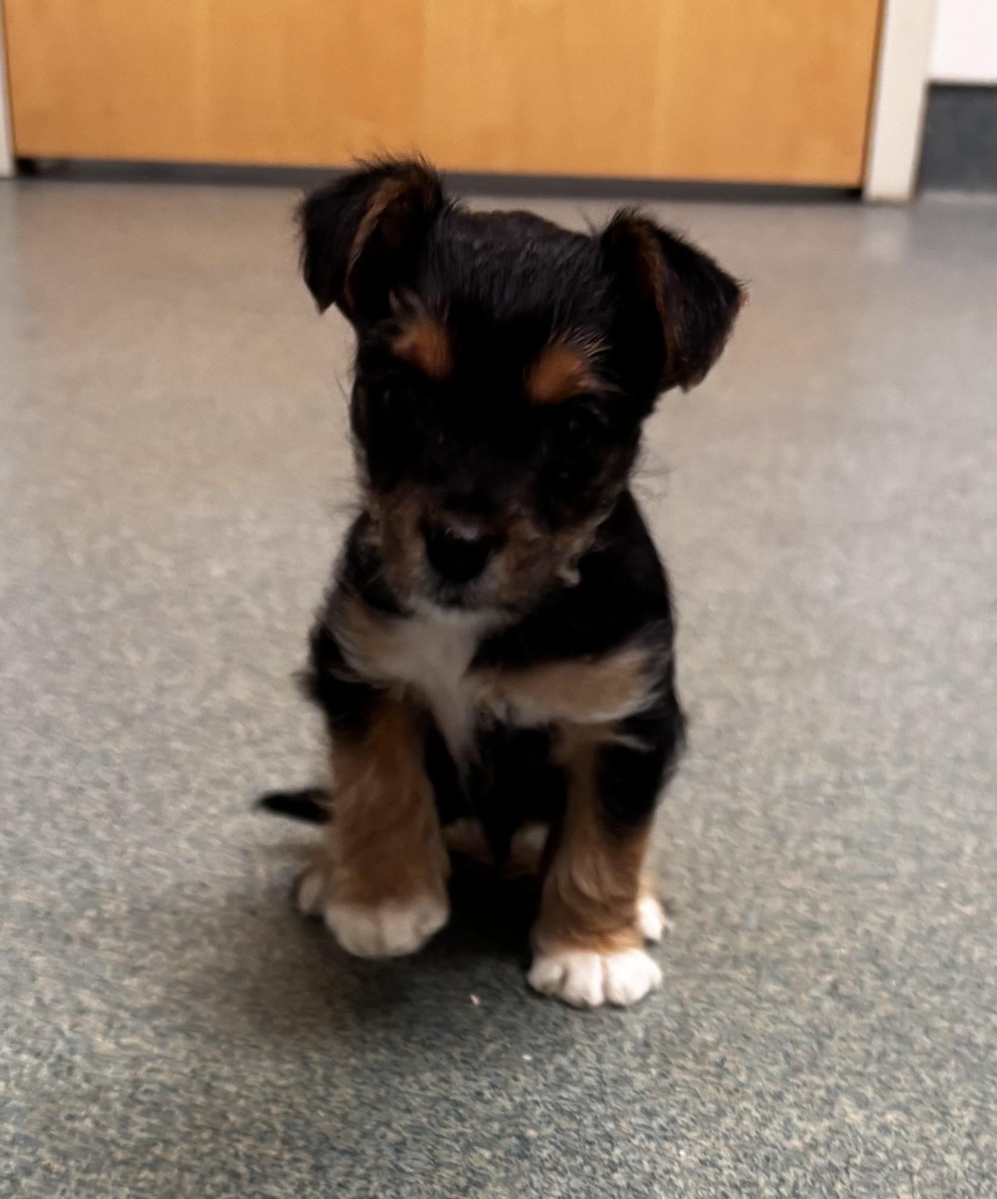 Enlarge Puppy 3, a ADOPTABLE mixed breed in Taunton, MA image 1/4