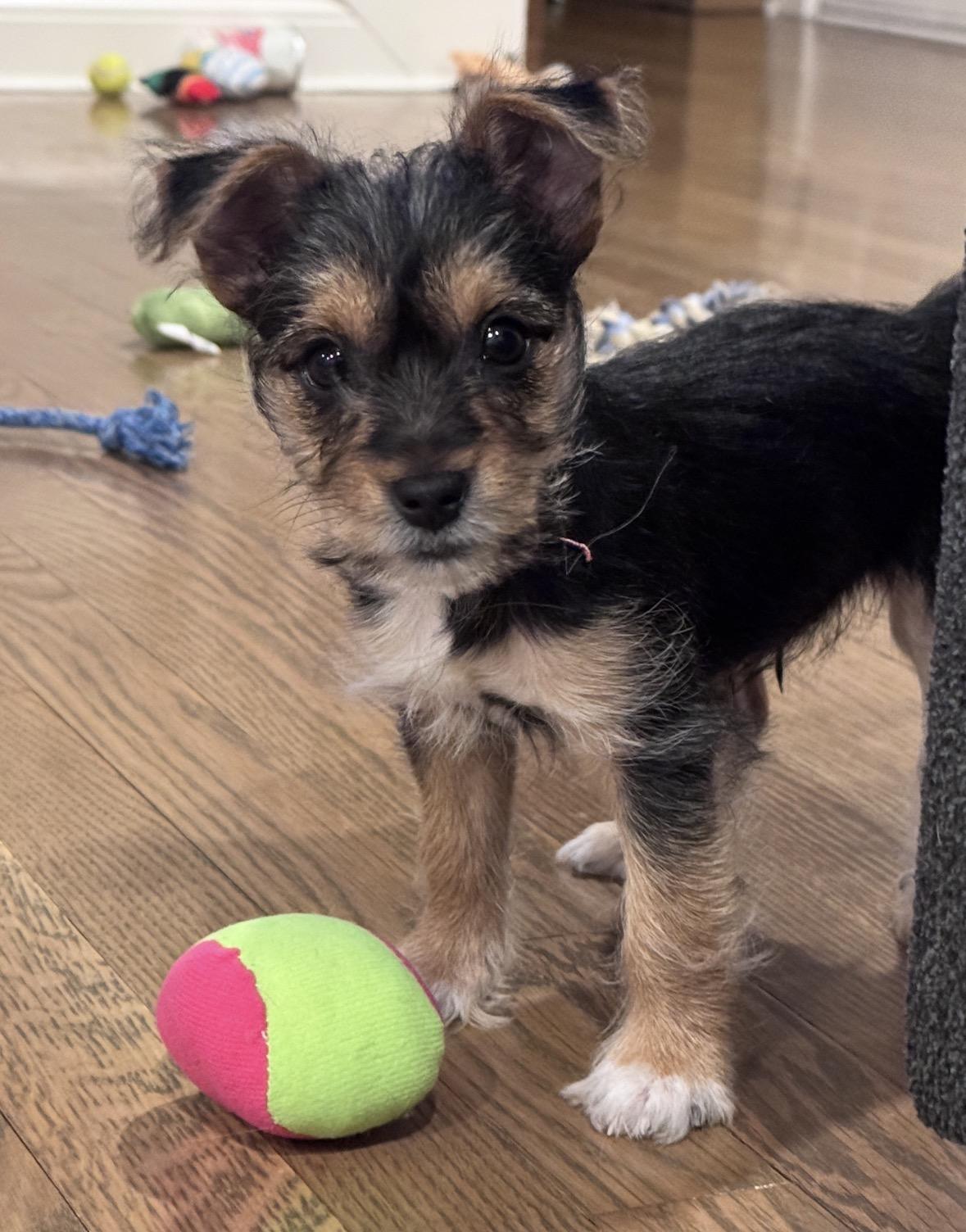 Tippy, ADOPTABLE, Puppy Male Yorkshire Terrier & Jack Russell Terrier.