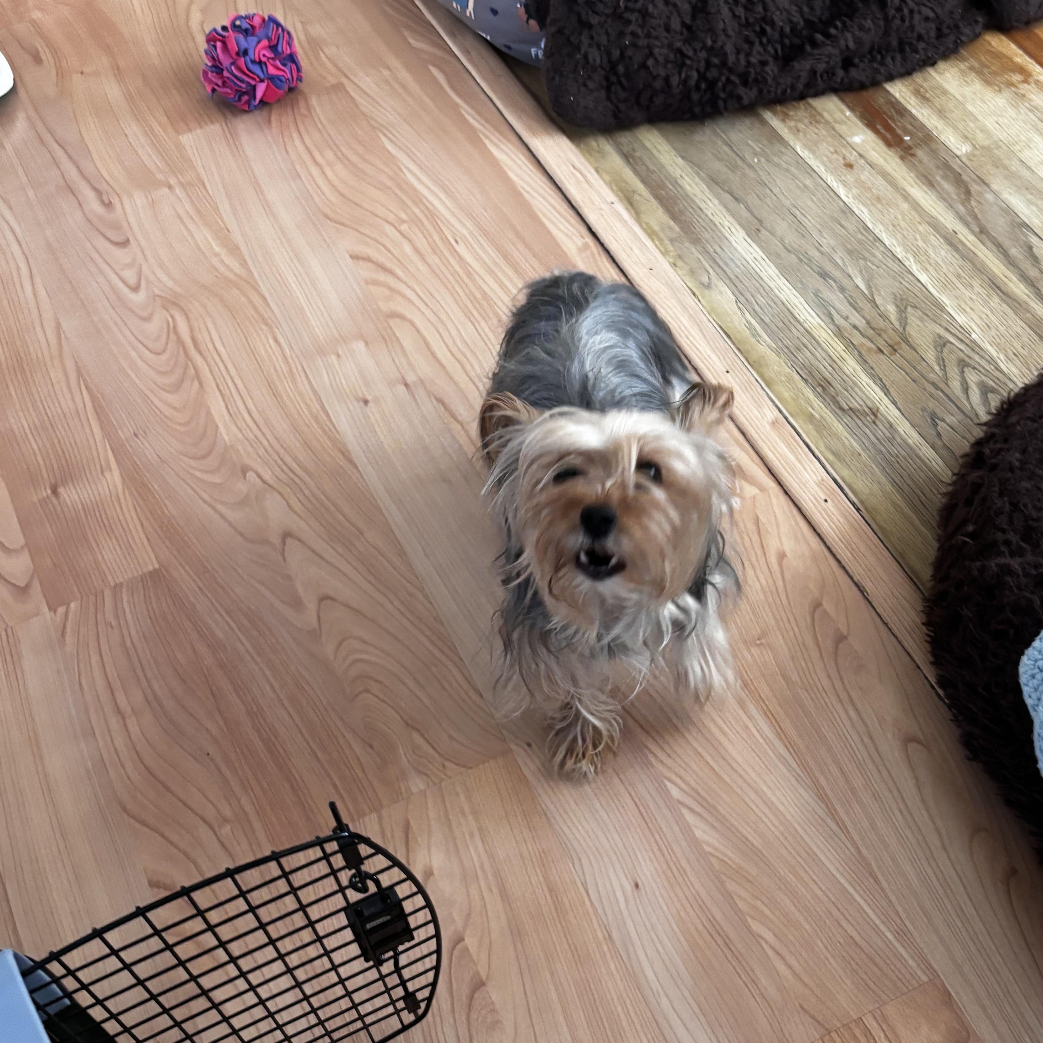 Enlarge Puppy 3, a ADOPTABLE mixed breed in Taunton, MA image 4/4