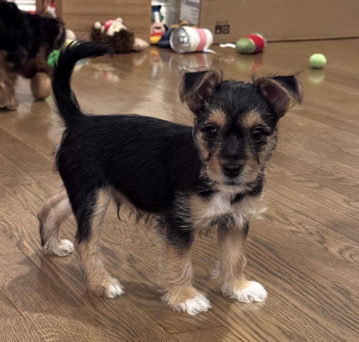 Enlarge Tippy, a ADOPTABLE mixed breed in Taunton, MA image 2/4