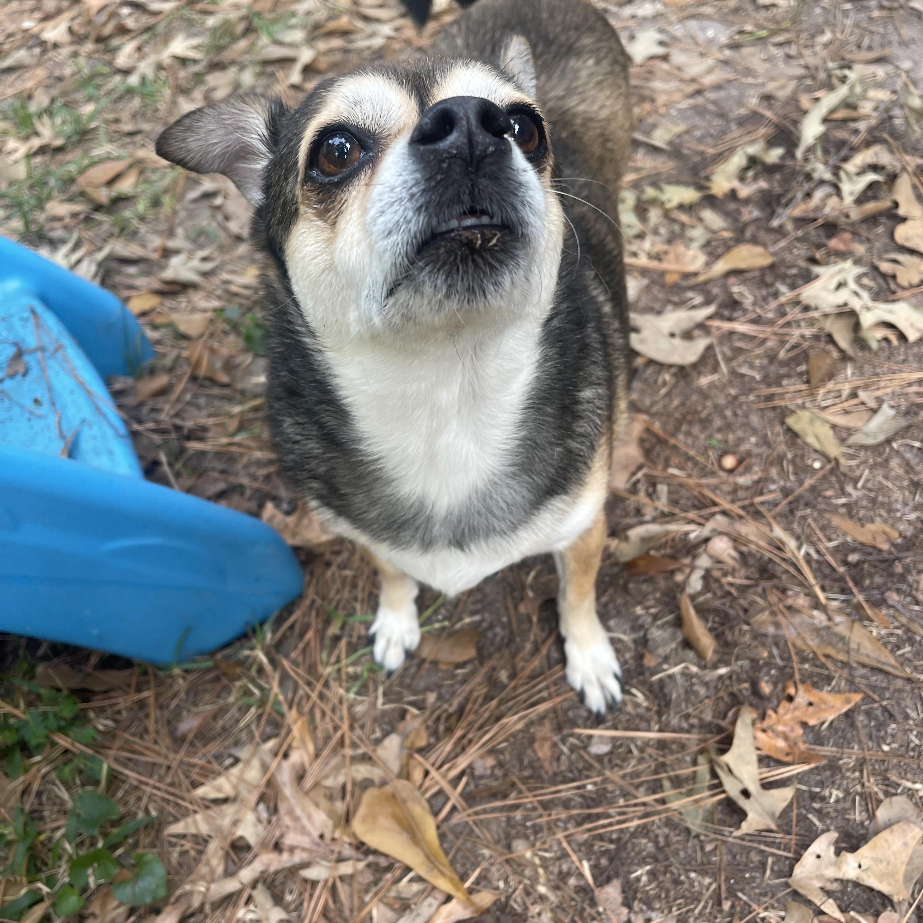 Charlie, a Adoptable mixed breed in Baton Rouge, LA image 2/6