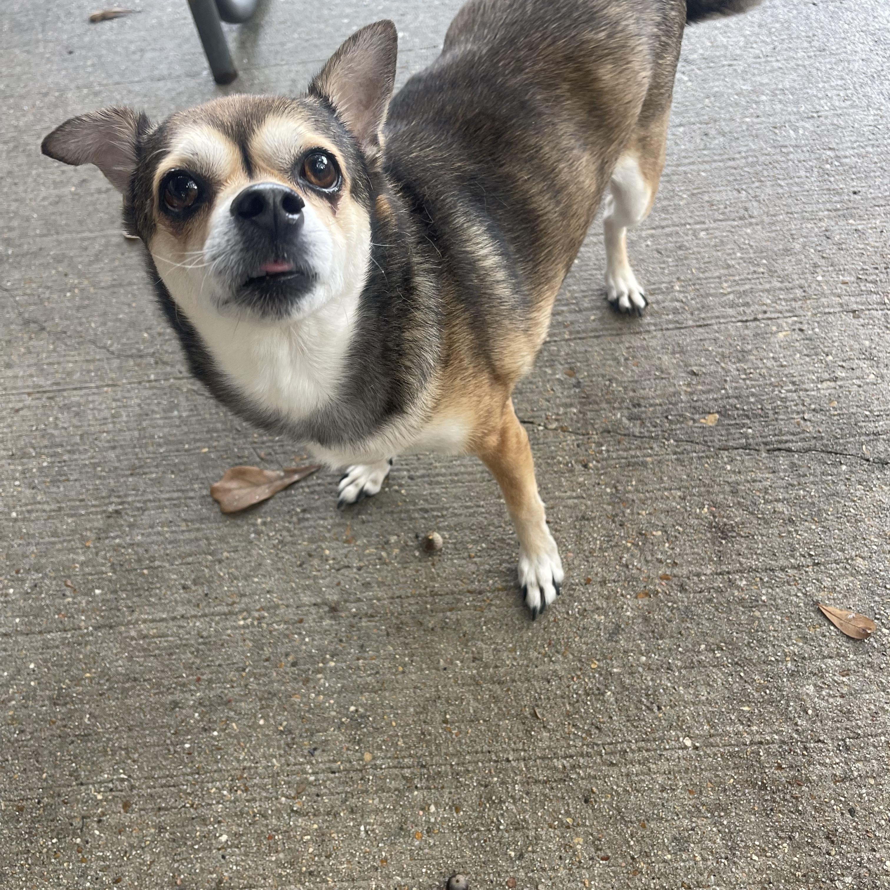 Charlie, a Adoptable mixed breed in Baton Rouge, LA image 3/6