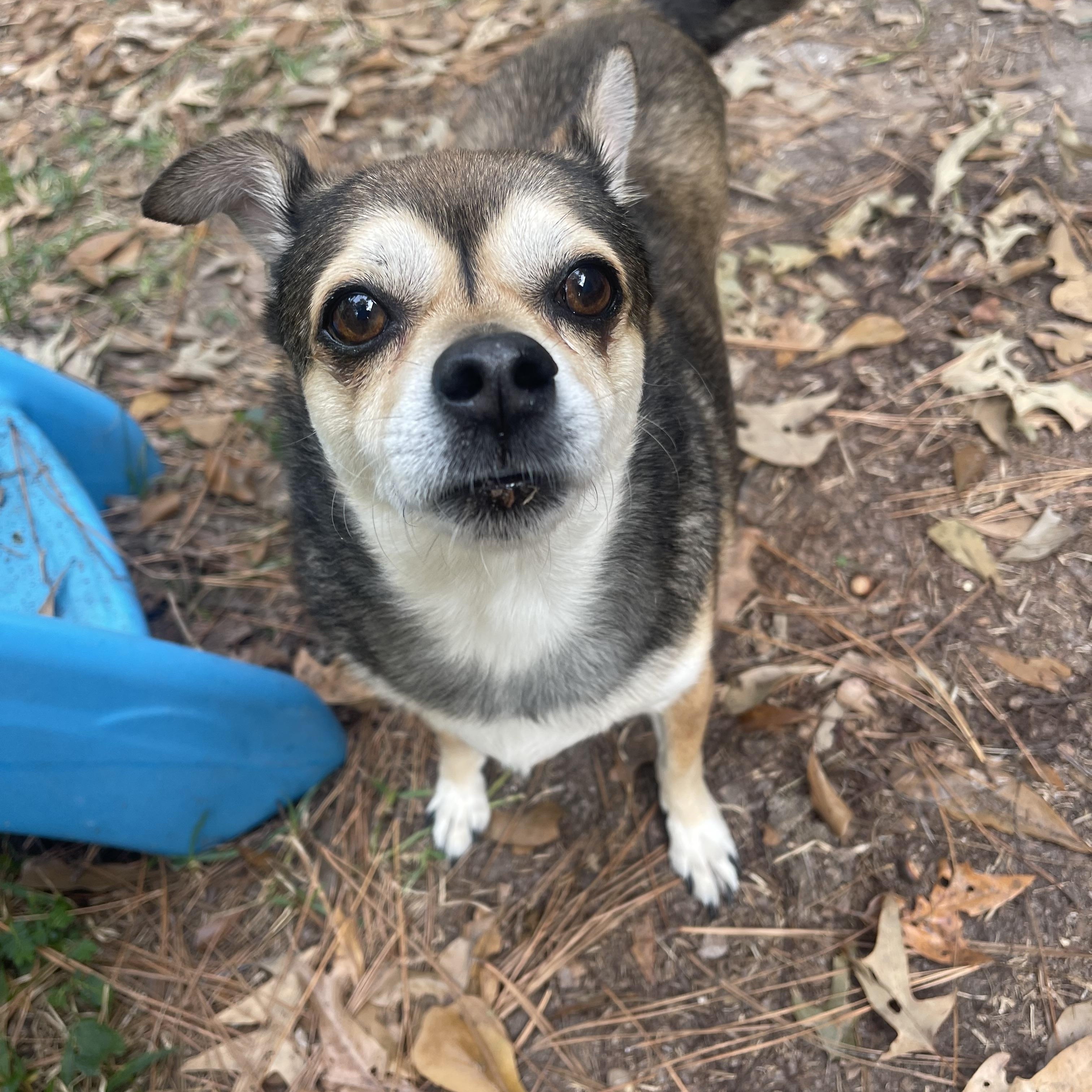 Charlie, a Adoptable mixed breed in Baton Rouge, LA image 1/6
