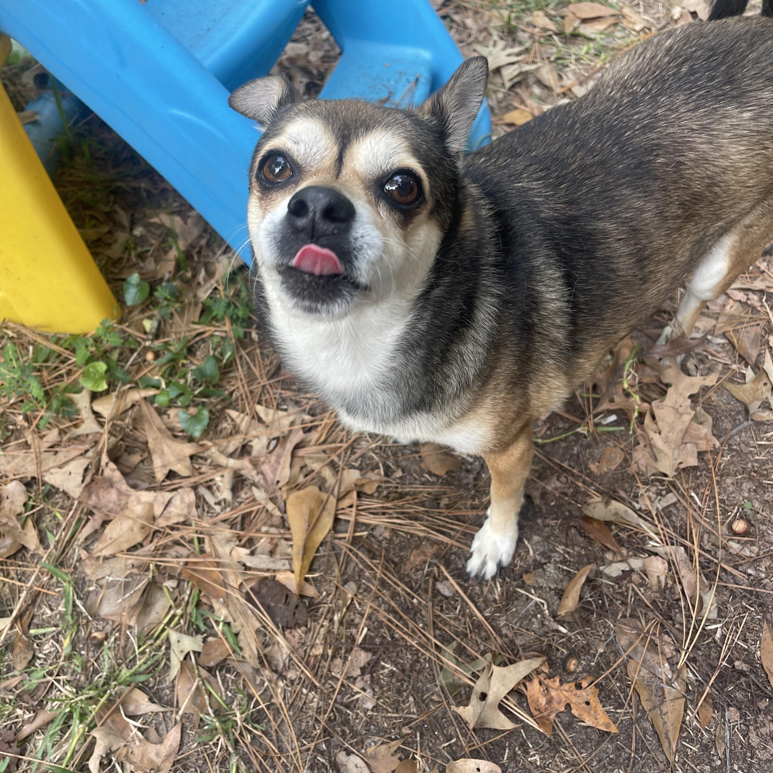 Charlie, a Adoptable mixed breed in Baton Rouge, LA image 4/6