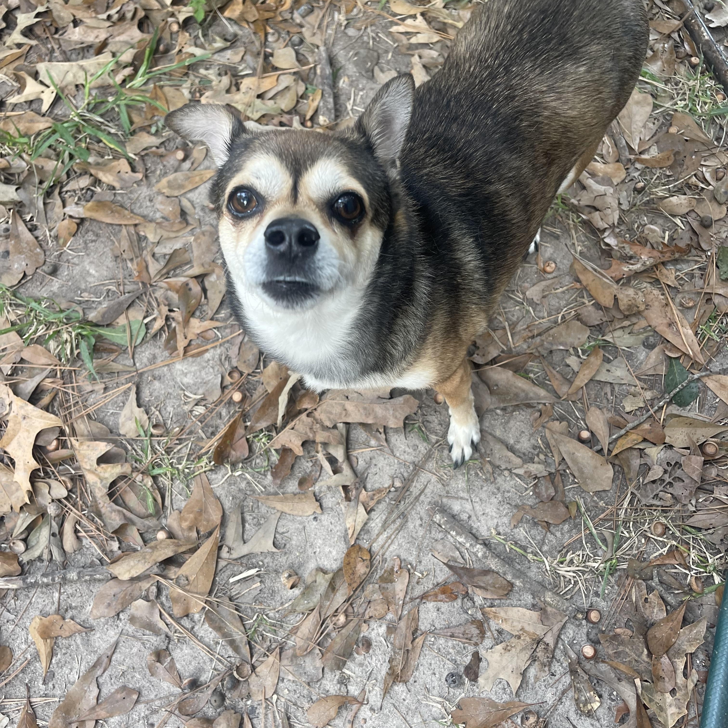 Charlie, a Adoptable mixed breed in Baton Rouge, LA image 5/6