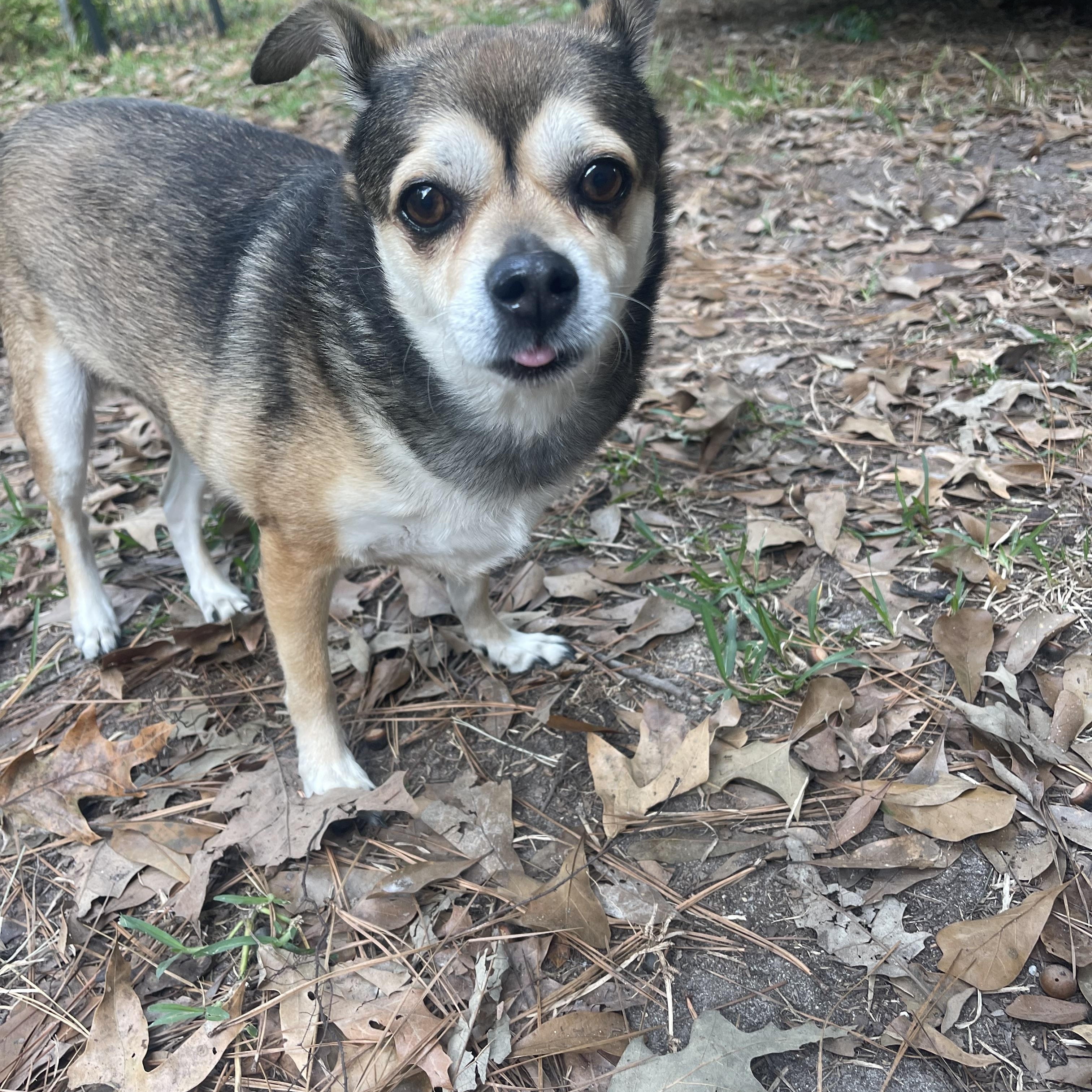Charlie, a Adoptable mixed breed in Baton Rouge, LA image 6/6