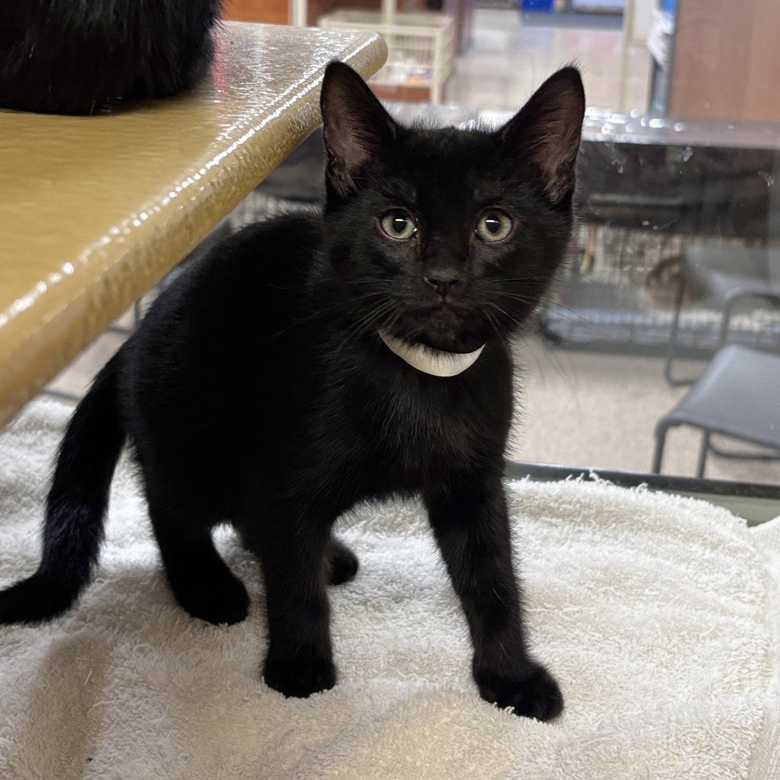 Enlarge Coco, a Adopted Domestic Short Hair in Sonora, CA image 1/1