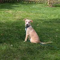 Meadow, Adoptable, Young Female Labrador Retriever.