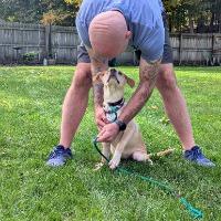 Enlarge Meadow, a Adopted mixed breed in Albany, NY image 3/4