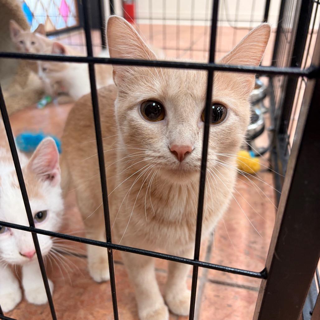 Enlarge Dawn, a Adoptable Domestic Short Hair in Chillicothe, IL image 1/2