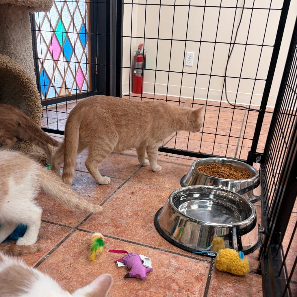 Enlarge Dawn, a Adoptable Domestic Short Hair in Chillicothe, IL image 2/2
