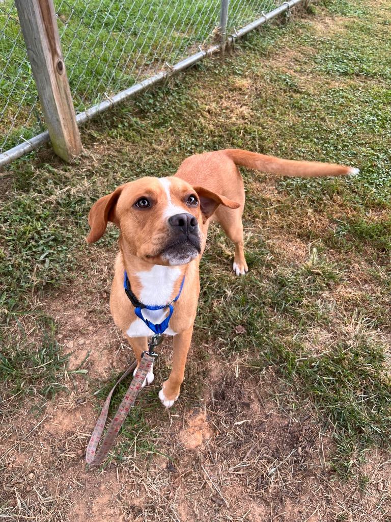 Enlarge Sean, a Adoptable mixed breed in Blountville, TN image 1/1