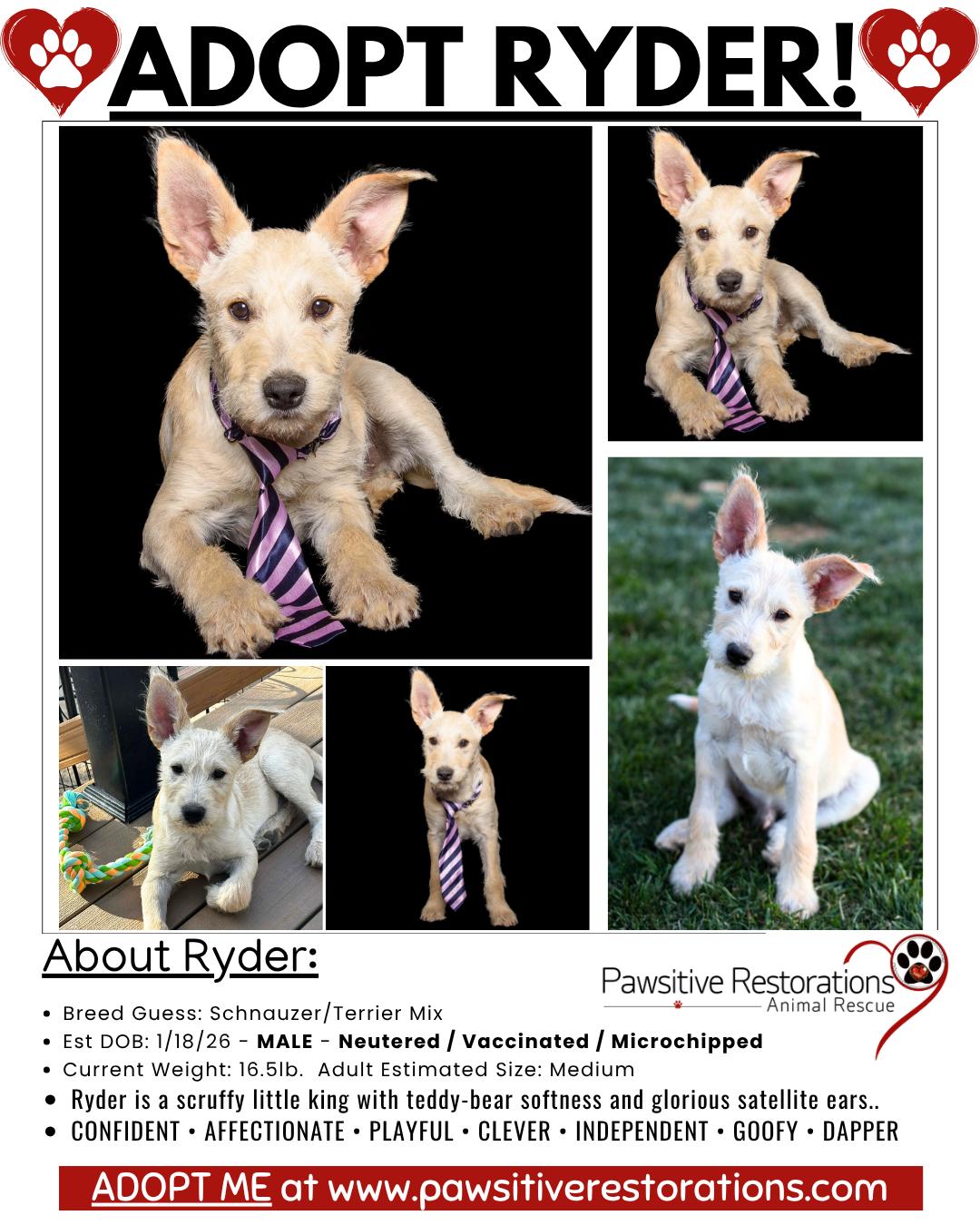 RYDER, an adopted mixed breed in Aurora, CO image 3/4