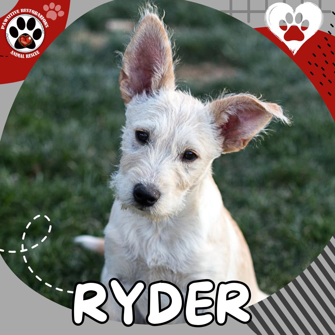 RYDER, adopted, Puppy Male Miniature Schnauzer & Border Terrier.