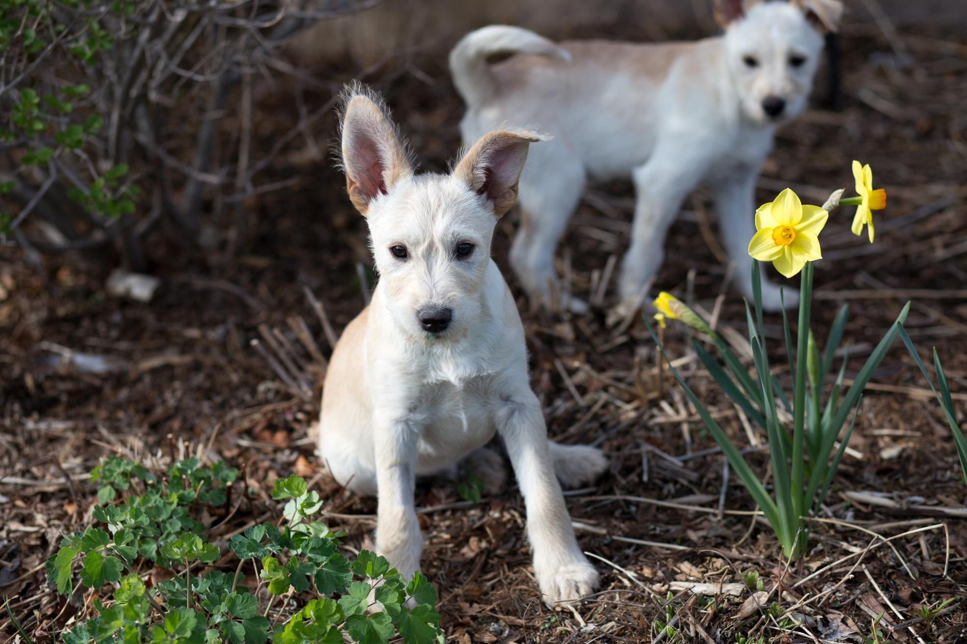 RYDER, an adopted mixed breed in Aurora, CO image 4/4