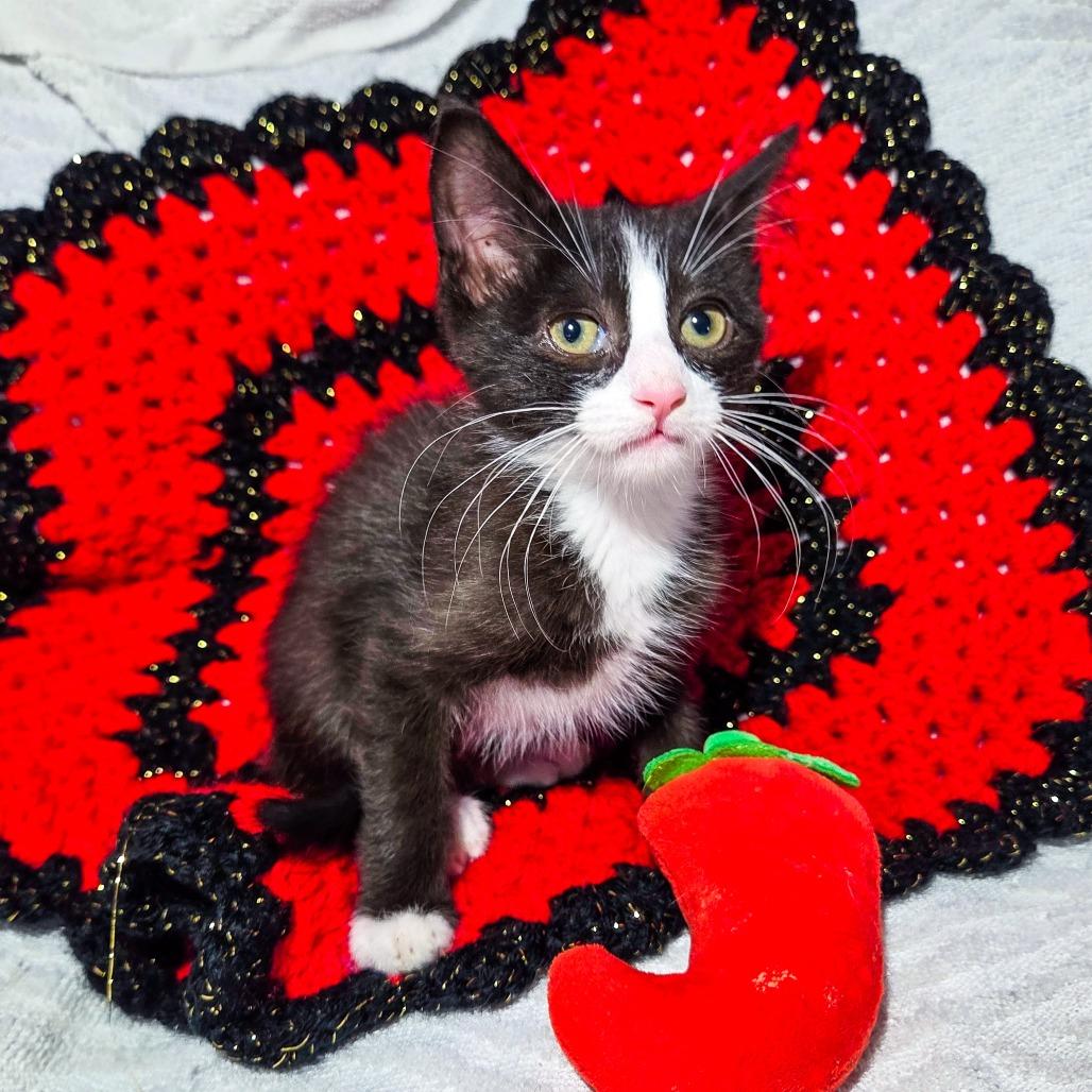 Enlarge El Nino, a Adoptable Domestic Short Hair in San Diego, CA image 1/1