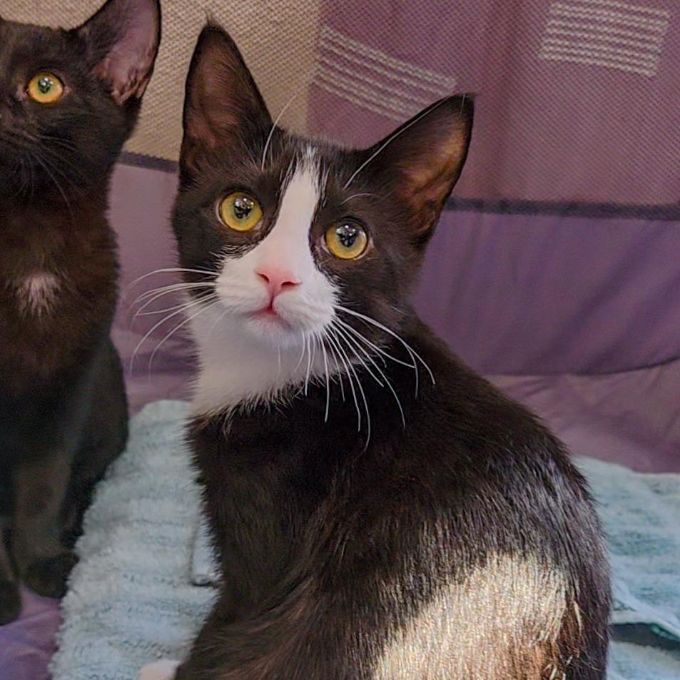 Enlarge El Nino, a Adoptable Domestic Short Hair in San Diego, CA image 2/3