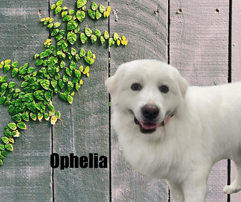 Enlarge Ophelia, a ADOPTABLE Great Pyrenees in Marshville, NC image 2/3