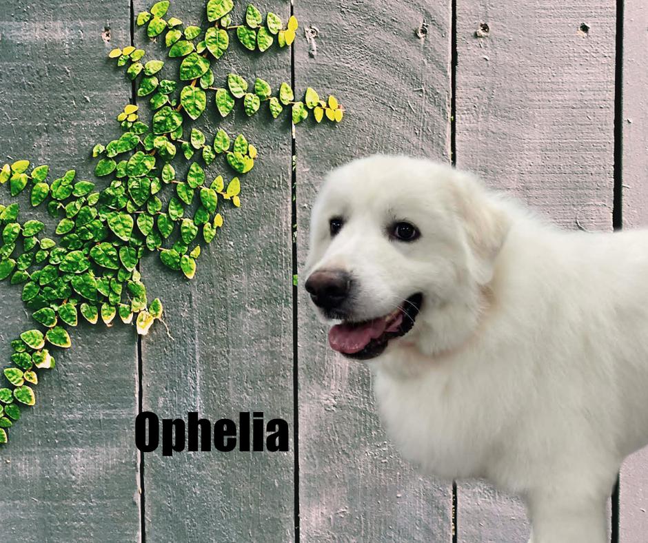 Enlarge Ophelia, a ADOPTABLE Great Pyrenees in Marshville, NC image 3/3