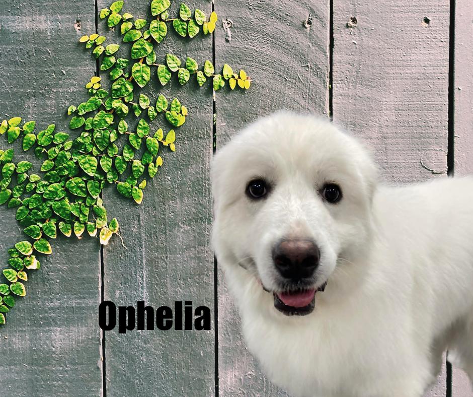 Enlarge Ophelia, a ADOPTABLE Great Pyrenees in Marshville, NC image 1/3