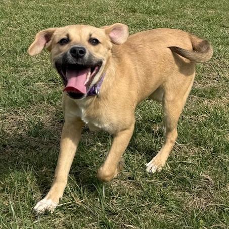 Enlarge Maeve, a Adoptable Mixed Breed in Kansas City, MO image 1/6