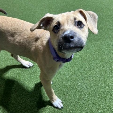 Enlarge Maeve, a Adoptable Mixed Breed in Kansas City, MO image 2/6