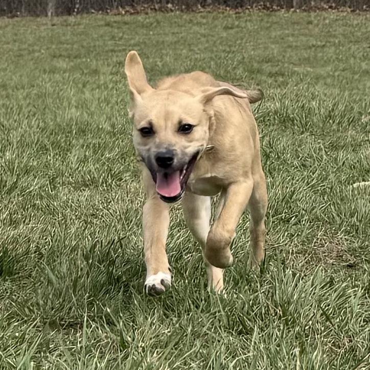 Enlarge Maeve, a Adoptable Mixed Breed in Kansas City, MO image 3/6