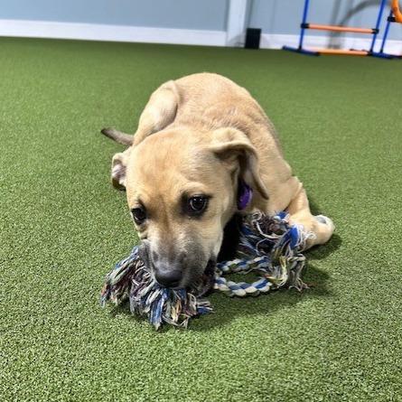 Enlarge Maeve, a Adoptable Mixed Breed in Kansas City, MO image 4/6