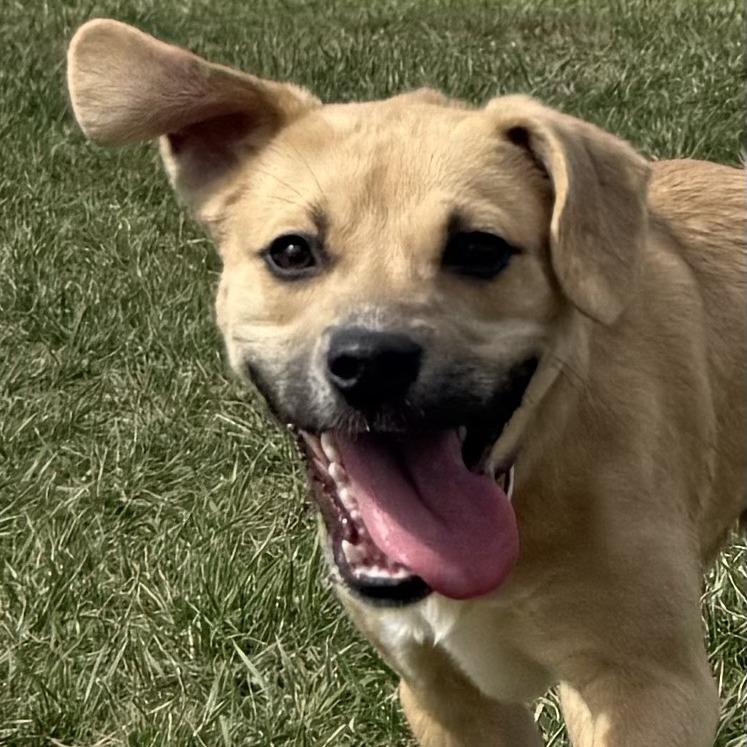 Enlarge Maeve, a Adoptable Mixed Breed in Kansas City, MO image 5/6