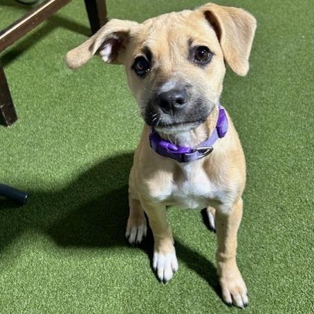 Enlarge Maeve, a Adoptable Mixed Breed in Kansas City, MO image 6/6