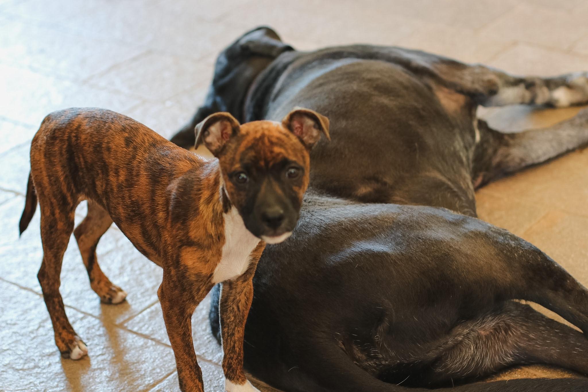 Paprika, an adoptable mixed breed in West Hollywood, CA image 6/6