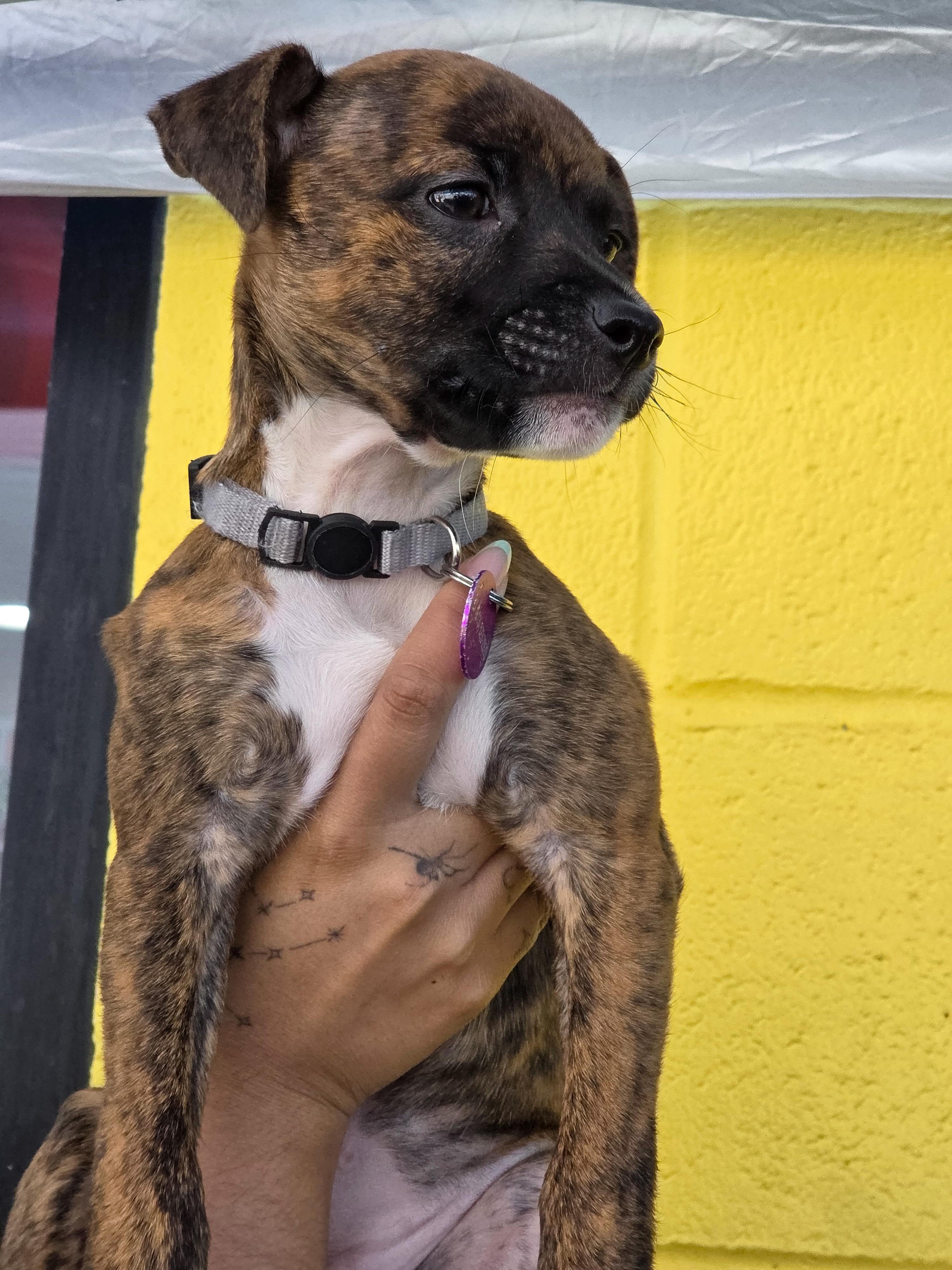 Paprika, ADOPTABLE, Puppy Female Pit Bull Terrier.
