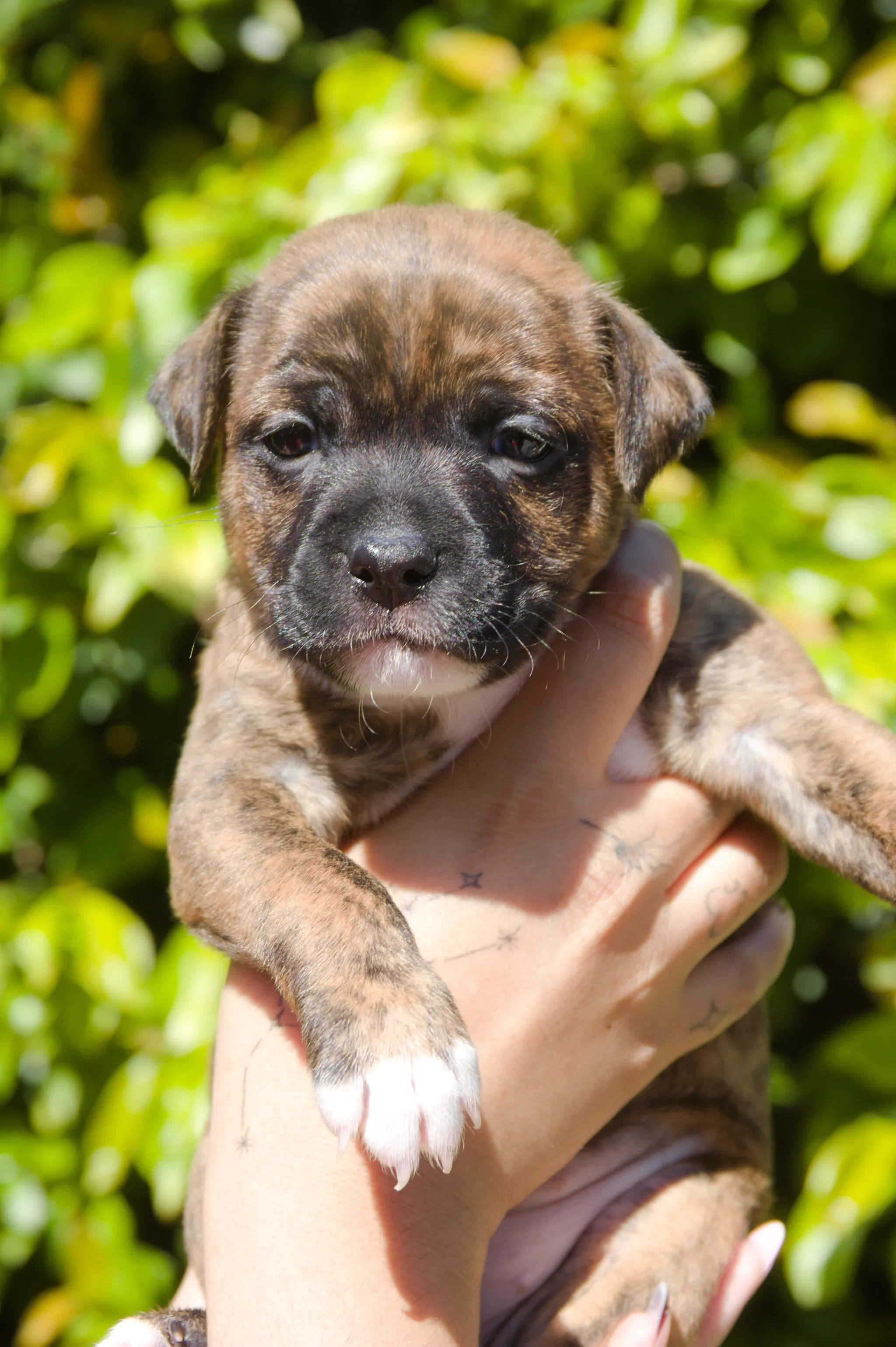 Enlarge Paprika, a ADOPTABLE mixed breed in West Hollywood, CA image 4/4