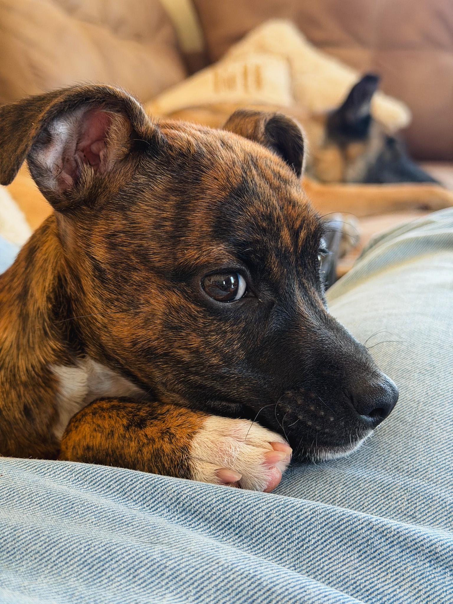 Paprika, an adoptable mixed breed in West Hollywood, CA image 5/6